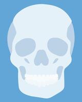 Human skull, anatomical part of the skeleton or symbol of the Day of the Dead vector