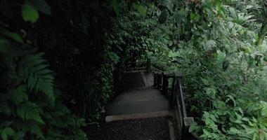 Descending a ladder in a tropical forest. First person view video