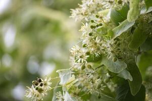Small leaved linden blooming in spring with blurred background photo