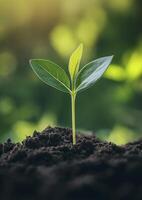 small plant sprout growing from ground, symbolizing new life and growth photo