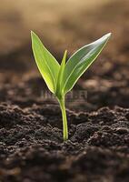 small green plant sprouting from dark soil, symbolizing growth and renewal photo