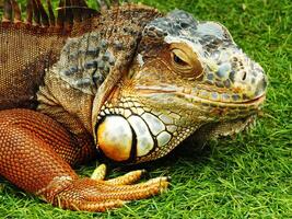 Close up of an Iguana Lizard laying on the grass with its mouth open. The lizard has a brown and white pattern on its face photo