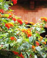 Beautiful orange and yellow flower bush with lush green leaves. Scene is one of beauty and tranquility. Copy space for text. photo