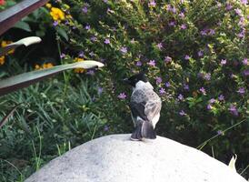 Sooty headed bulbul bird is sitting on a rock in front of a bush. The bird is small and has a black headed.The bush is full of purple flowers photo