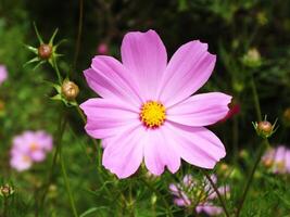 Pink flower with yellow center is in a field of green grass. The flower is the main focus of the image, and it stands out against the green background photo