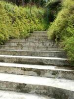 Set of cement concrete steps leading up to a building. The steps are surrounded by bushes photo