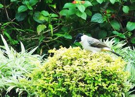 Sooty headed bulbul Bird is sitting on a green bush. The bird is small and has a black headed. The bush is full of green leaves photo