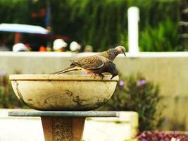 Two wild turtle doves are on a drinking place at open space in a city park, on a sunny day. The birds perched on the edge of the bird bath photo