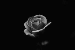 Monochrome Close Up of a White Rose with Soft Petals Symbolizing Romance and Elegance in a Black and White Art Style photo