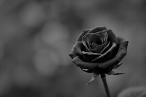 cerca arriba de un negro Rosa con suave pétalos y elegante detalles en monocromo creando un símbolo de amor y misterio foto