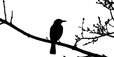 Bird on tree branch silhouette on tree vector