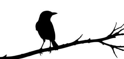 Bird silhouette on a tree branch vector