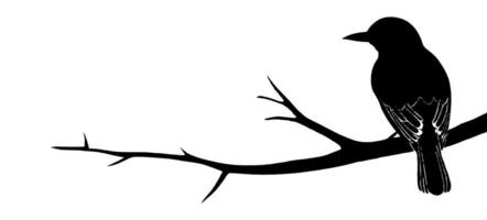 A black and white silhouette of a bird sitting on a branch vector