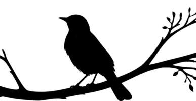 Bird on tree branch silhouette illustration on a white vector