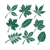 Set of green color leaf vector