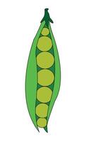 Pod of green peas on white background vector
