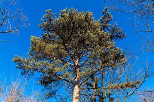 Tall pine tree reaches for clear blue sky in a tranquil forest setting during a sunny day in early spring photo
