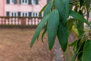 Close-up view of lush green leaves in a quiet garden setting during early springtime photo