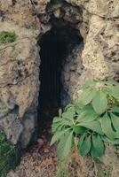 Dark entrance to a rocky cave surrounded by greenery at a natural site photo