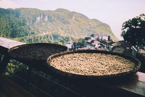 Chiang Rai, hillside village and mountain coffee beans. photo