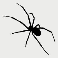 black and white spider icon isolated on white background vector