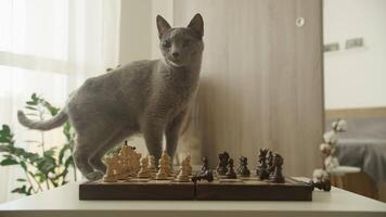 Curious Cat Standing on a Chessboard in a Bright Room video