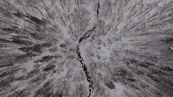 Top view of a river in the mountains surrounded by forest covered in snow video
