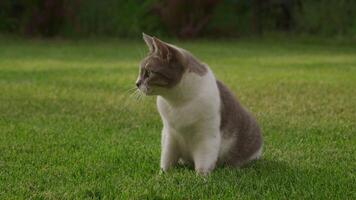 Cat playing with toy mouse on grass video