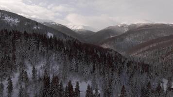Scenic aerial view flying over mountains covered with forests in wintertime video
