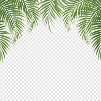 tropical palm leaves border summer frame design for invitations and ads vector
