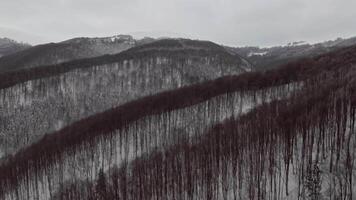 Aerial view of a scenic mountains covered with forests in wintertime video