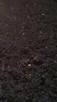 Time-lapse captures the wonder of small plants sprouting and growing from rich soil. video