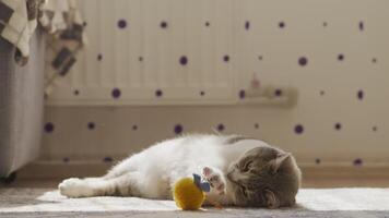 White shorthaired cat is tired of games laying lazy on the floor and looking into camera video
