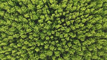 A breathtaking aerial view of a lush teak forest captured by a drone on a misty morning. The vibrant green canopy stretches endlessly video