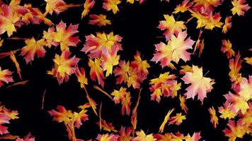 Autumn Maple Leaf Transition Falling on Transparent Background video