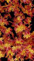 Falling Autumn Maple Leaf Transition on Transparent Background vertical overlay video