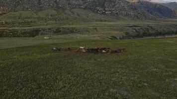 Aerial view of a herd of running horses video