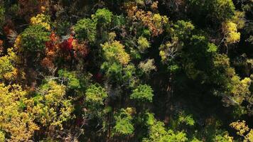 Green, yellow, red crowns of trees in deciduous forest in autumn in October video