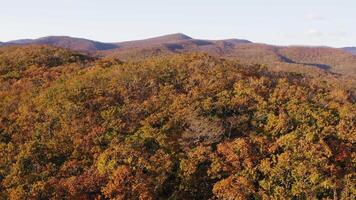Green, yellow, red crowns of trees in deciduous forest in autumn in October video