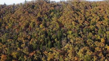 Green, yellow, red crowns of trees in deciduous forest in autumn in October video
