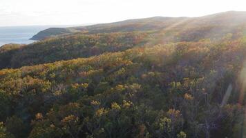 Green, yellow, red crowns of trees in deciduous forest in autumn in October video
