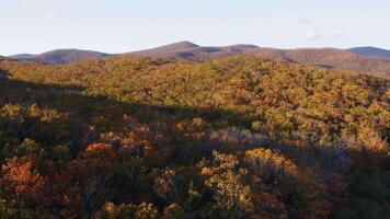 Green, yellow, red crowns of trees in deciduous forest in autumn in October video