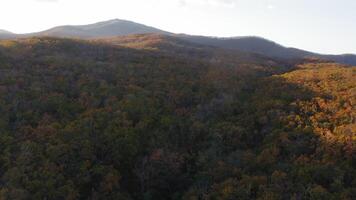 Green, yellow, red crowns of trees in deciduous forest in autumn in October video