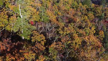 Green, yellow, red crowns of trees in deciduous forest in autumn in October video