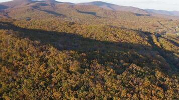 Green, yellow, red crowns of trees in deciduous forest in autumn in October video