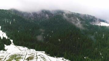 Early spring in mountain with forever green tree. Aerial morning tree-covered, outdoor picturesque atmospheric, green forest evergreen, mountain landscape scenic, rural serene tranquil video
