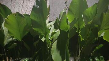 The wide leaves sway in the direction of the wind video