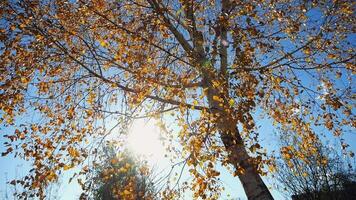 View to tree top of birch with yellow maple leaves at sunny autumn day. Branches with lush foliage gently swaying in wind with sunlight at background. Beautiful colorful fall season. Low view video