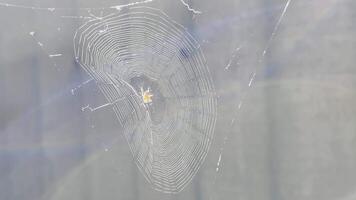 teia de aranha balançando dentro vento às jardim com luz solar às fundo. aranha constrói uma teia de aranha ar livre. lindo natureza cena em verão dia. conceito do animais selvagens. lento movimento video