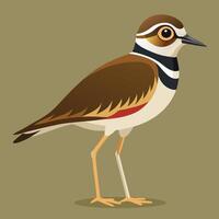 Illustration of a bird with a red, white and black beak vector